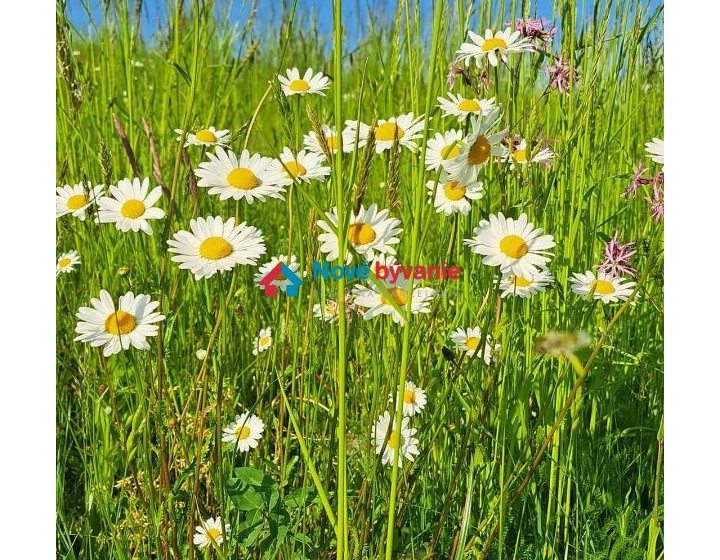 Na predaj pozemok, Zemplínske Hámre (N006-14-MABA)