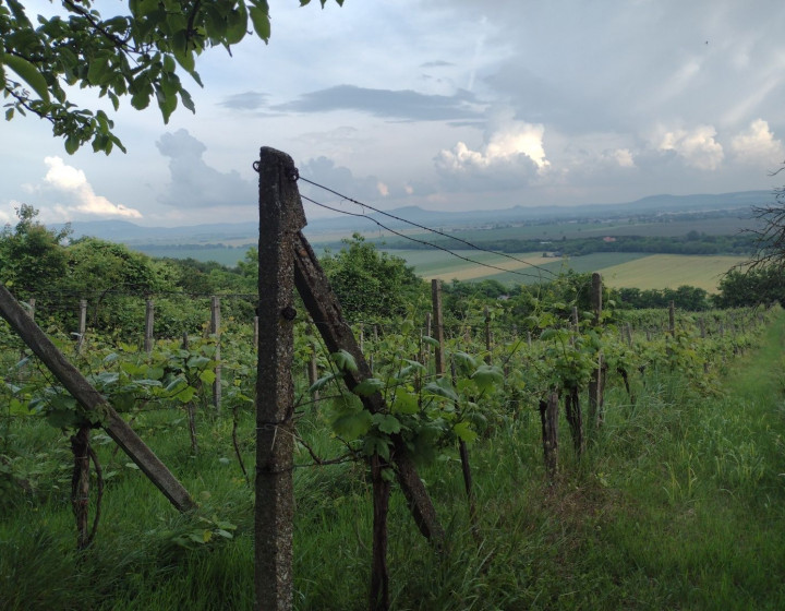 Predaj, vinica, viničný dom - Belá(N070-14-FRAD)